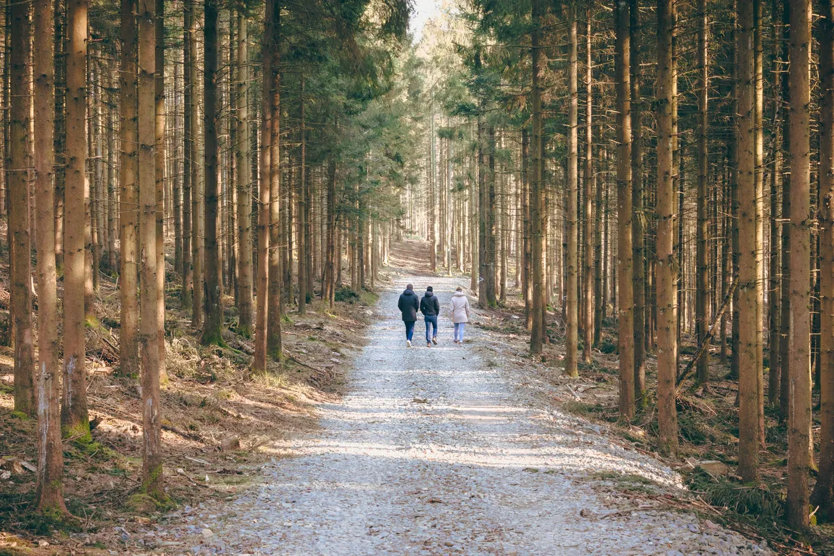 Three people walking along a sunlit forest trail